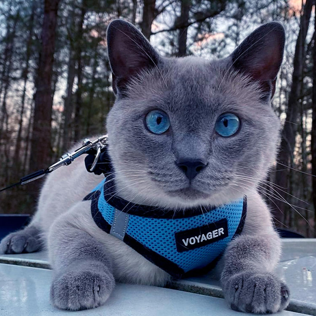 Voyager Step-in Air Dog Harness - All Weather Mesh Step in Vest Harness for Small and Medium Dogs and Cats by Best Pet Supplies - Harness (Baby Blue/Black Trim), M (Chest: 16-18") Harness (Baby Blue/Black Trim) M (Chest: 16 - 18")