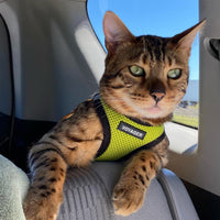 Voyager Step-in Air Dog Harness - All Weather Mesh Step in Vest Harness for Small and Medium Dogs and Cats by Best Pet Supplies - Harness (Lime Green/Black Trim), XL (Chest: 20.5-23