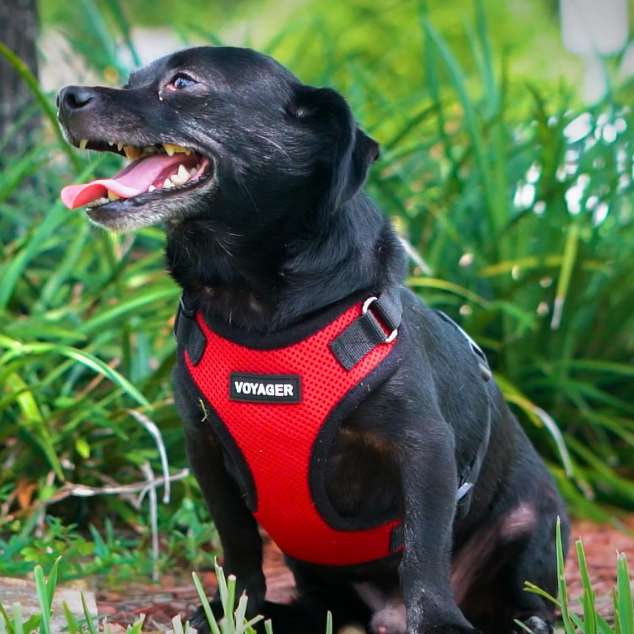 Voyager Step-in Lock Pet Harness - All Weather Mesh, Adjustable Step in Harness for Cats and Dogs by Best Pet Supplies - Red/Black Trim, XS Harness (Red/Black Trim) XS (Chest: 13 - 16" * Fit Cats)