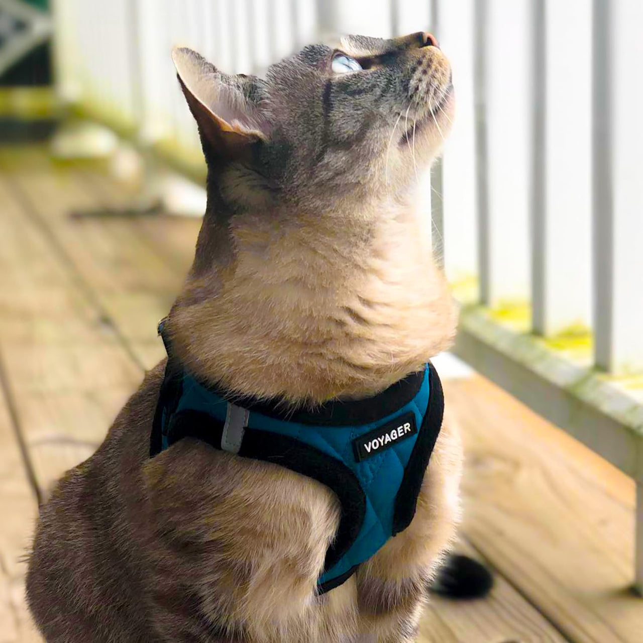 Voyager Step-In Plush Dog Harness  Soft Plush, Step In Vest Harness for Small and Medium Dogs by Best Pet Supplies - Harness (Turquoise Plush), L (Chest: 18 - 20.5")