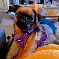 Best Pet Supplies Voyager Adjustable Dog Harness with Reflective Stripes for Walking, Jogging, Heavy-Duty Full Body No Pull Vest with Leash D-Ring, Breathable All-Weather - Harness (Purple), S Harness (Purple) S (Chest: 15 - 18