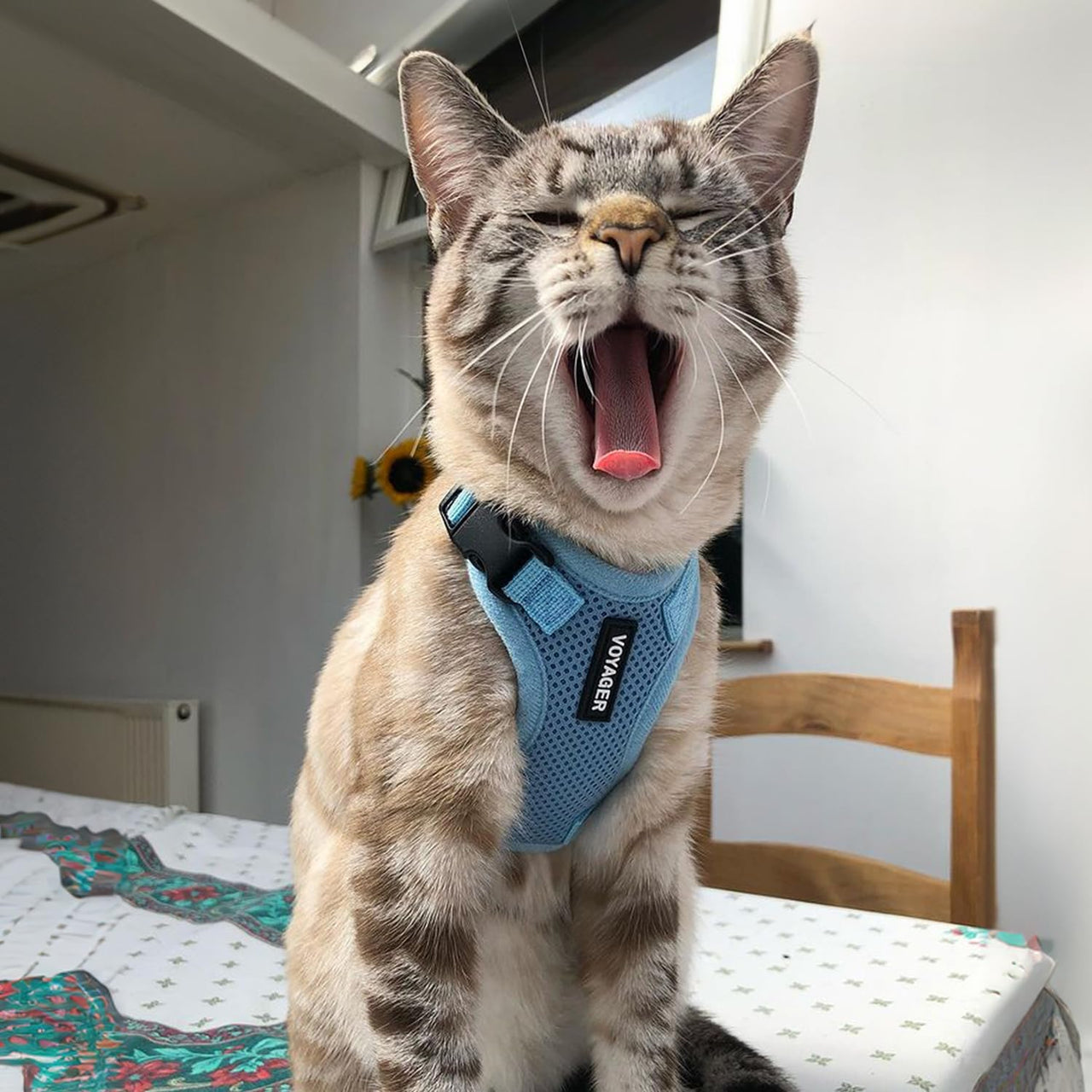 Voyager Step-in Lock Cat Harness w Reflective Cat Leash Combo Set with Neoprene Handle 5ft - Supports Small, Medium and Large Breed Cats by Best Pet Supplies - Baby Blue, XXS Harness Leash Set (Baby Blue) XXS (Chest: 11.5 - 14" * Fit Cats)