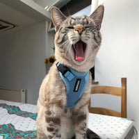 Voyager Step-in Lock Cat Harness w Reflective Cat Leash Combo Set with Neoprene Handle 5ft - Supports Small, Medium and Large Breed Cats by Best Pet Supplies - Baby Blue, XXS Harness Leash Set (Baby Blue) XXS (Chest: 11.5 - 14