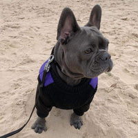 Gooby Fashion Vest Dog Jacket - Violet, Medium - Warm Zip Up Dog Bomber Vest with Dual D Ring Leash - Winter Water Resistant Small Dog Sweater - Dog Clothes for Small Dogs Boy or Medium Dogs Medium chest (~14.5