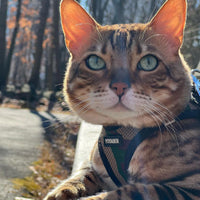 Voyager Step-in Air Dog Harness - All Weather Mesh Step in Vest Harness for Small and Medium Dogs and Cats by Best Pet Supplies - Harness (Army/Black Trim), L (Chest: 18-20.5