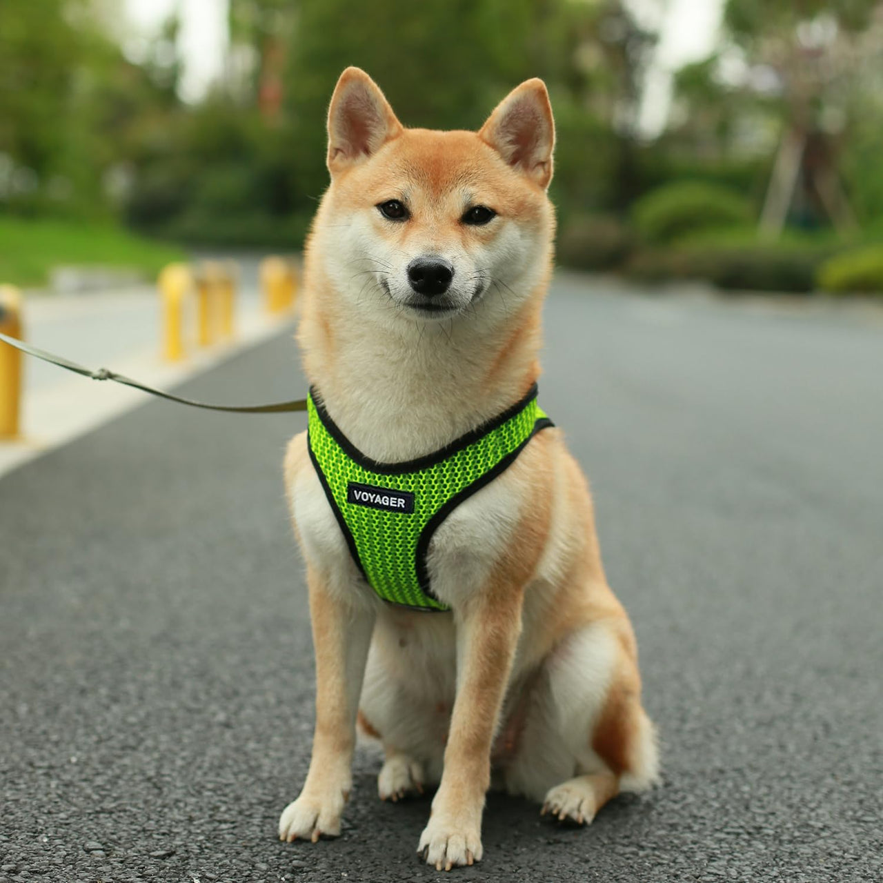 Voyager Step-in Air Dog Harness - All Weather Mesh Step in Vest Harness for Small and Medium Dogs by Best Pet Supplies - Lime Green (2-Tone), S Harness (Lime Green 2-Tone) S (Chest: 14.5 - 16")