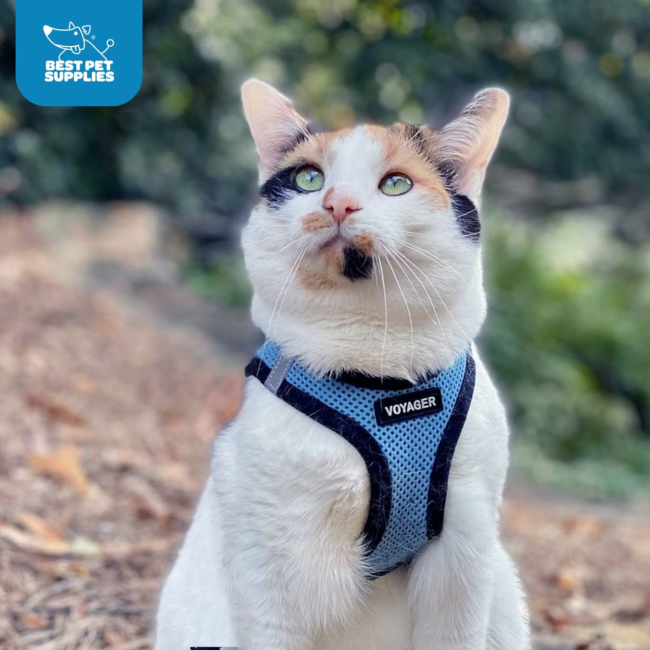 Voyager Step-in Air Dog Harness - All Weather Mesh Step in Vest Harness for Small and Medium Dogs and Cats by Best Pet Supplies - Harness (Baby Blue/Black Trim), M (Chest: 16-18") Harness (Baby Blue/Black Trim) M (Chest: 16 - 18")
