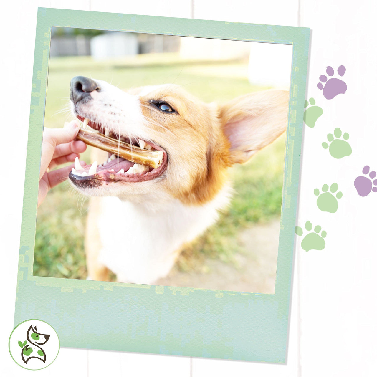 Nature Gnaws Bully Sticks for Dogs - Premium Natural Beef Dental Bones - Long Lasting Dog Chew Treats for Aggressive Chewers - Rawhide Free - 5-6 Inch