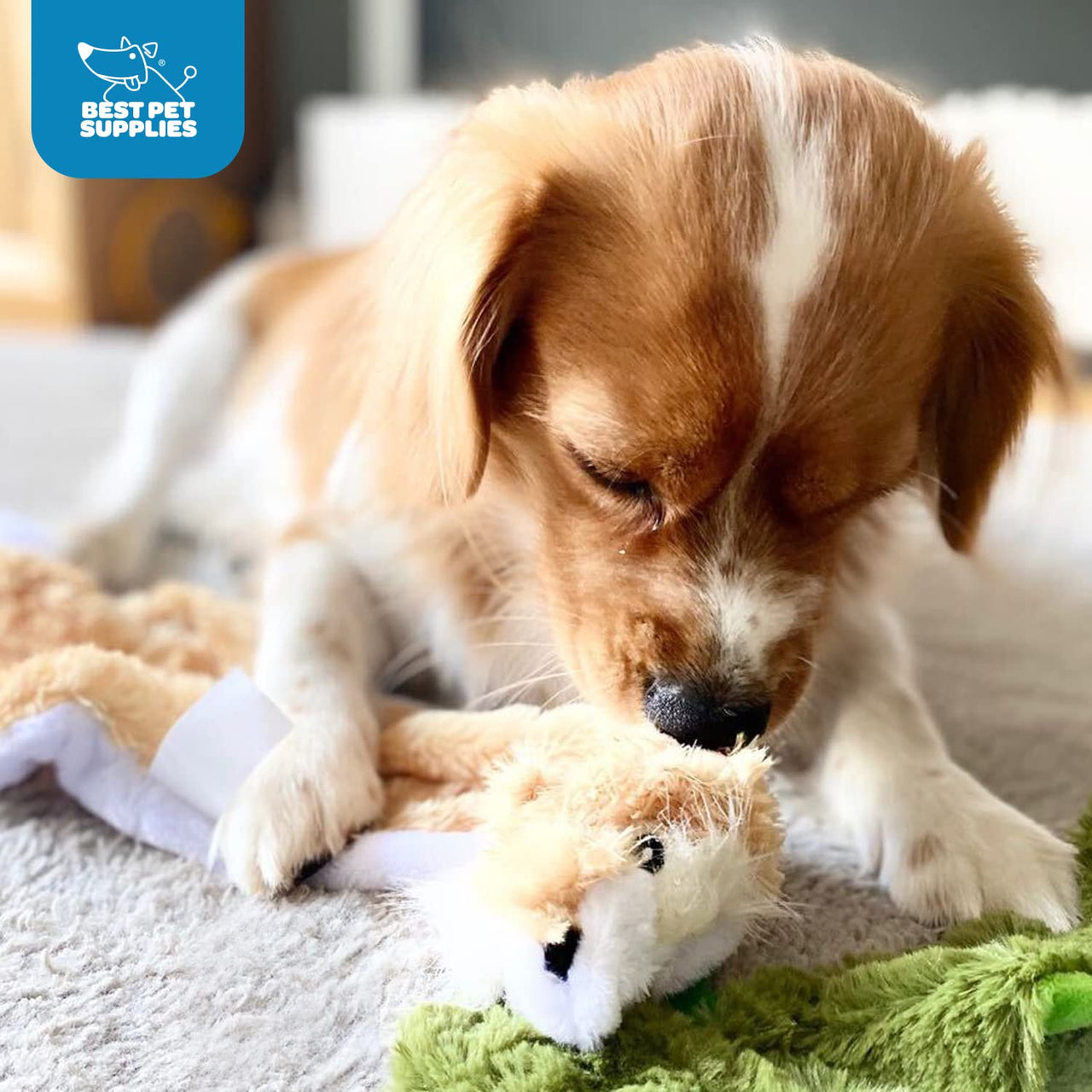 Best Pet Supplies 2-in-1 Stuffless Squeaky Dog Toys with Soft, Durable Fabric for Small, Medium, and Large Pets, No Stuffing for Indoor Play, Holds a Plastic Bottle - Sheep, Cow, Medium Multicolor/Sheep & Cow