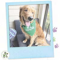 Nature Gnaws Variety Pack - Long Lasting Dog Chews for Dogs - Combo Pack of Bully Sticks, Beef Gullet and More - Dental Chews - Puppy Training Reward