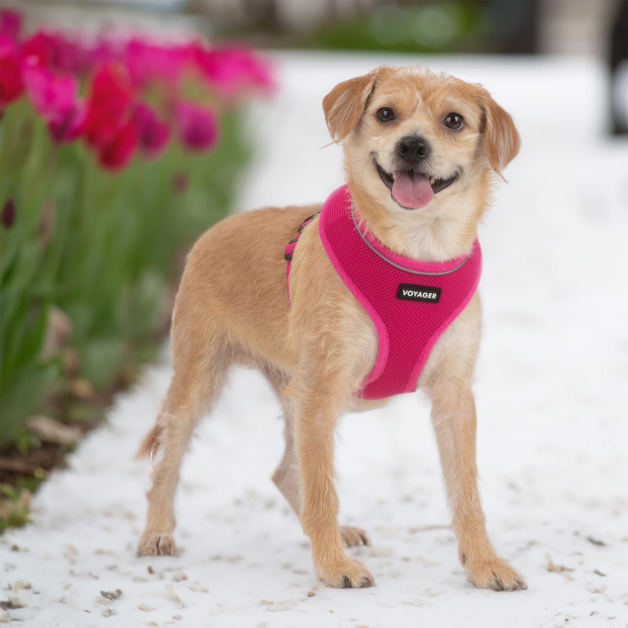 Aerolite No Pull Mesh Dog Harness with Lightweight, Soft, Breathable Chest Coverage, Reflective Stitching, and Adjustable Straps for Walking, Running, Training, Heavy Duty and Durable - Fuchsia, M