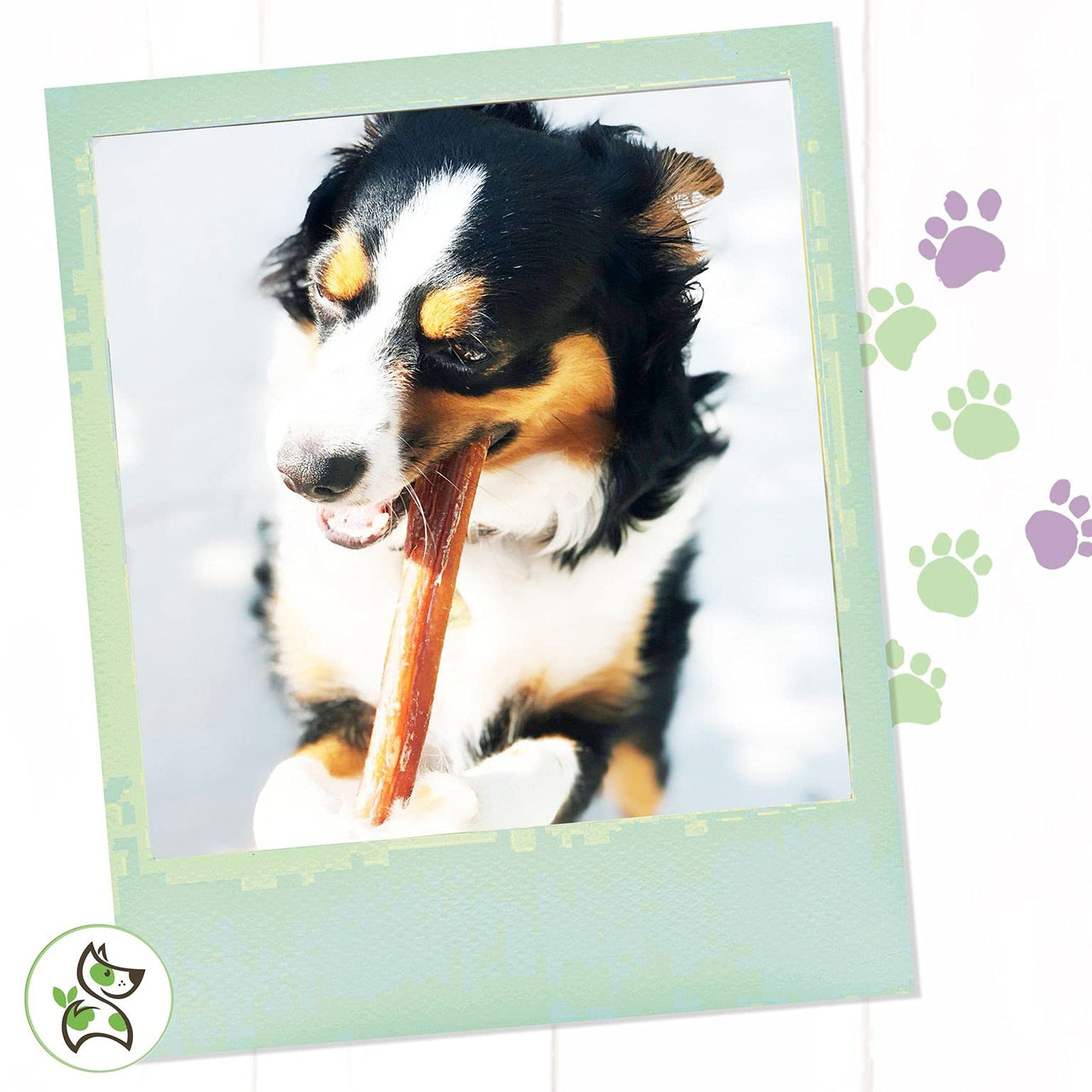 Nature Gnaws Bully Sticks for Large Dogs - Premium Natural Beef Dental Bones - Thick Long Lasting Dog Chew Treats for Aggressive Chewers - Rawhide Free , 5 Count (Pack of 1) 5 Count (Pack of 1)