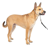 PetSafe Gentle Leader No-Pull Dog Headcollar - The Ultimate Solution to Pulling - Redirects Your Dog's  Pulling For Easier Walks - Helps You Regain Control - Medium , Silver