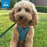 Voyager Step-in Air Dog Harness - All Weather Mesh Step in Vest Harness for Small and Medium Dogs and Cats by Best Pet Supplies - Harness (Turquoise 2-Tone), M (Chest: 16-18