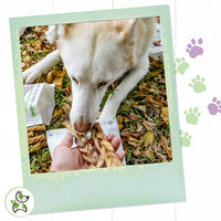 Nature Gnaws Braided Bully Sticks for Dogs - Premium Natural Beef Dental Bones - Long Lasting Dog Chew Treats for Aggressive Chewers - Rawhide Free 10 Count (Pack of 1)