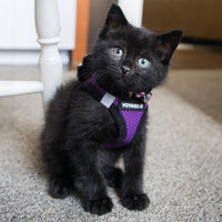 Voyager Step-in Air Dog Harness - All Weather Mesh Step in Vest Harness for Small and Medium Dogs and Cats by Best Pet Supplies - Harness (Purple/Black Trim), XL (Chest: 20.5-23