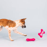 Fringe Studio Plush Dog Toy, It's  My Barkday, Pet Shop Collection (314226)