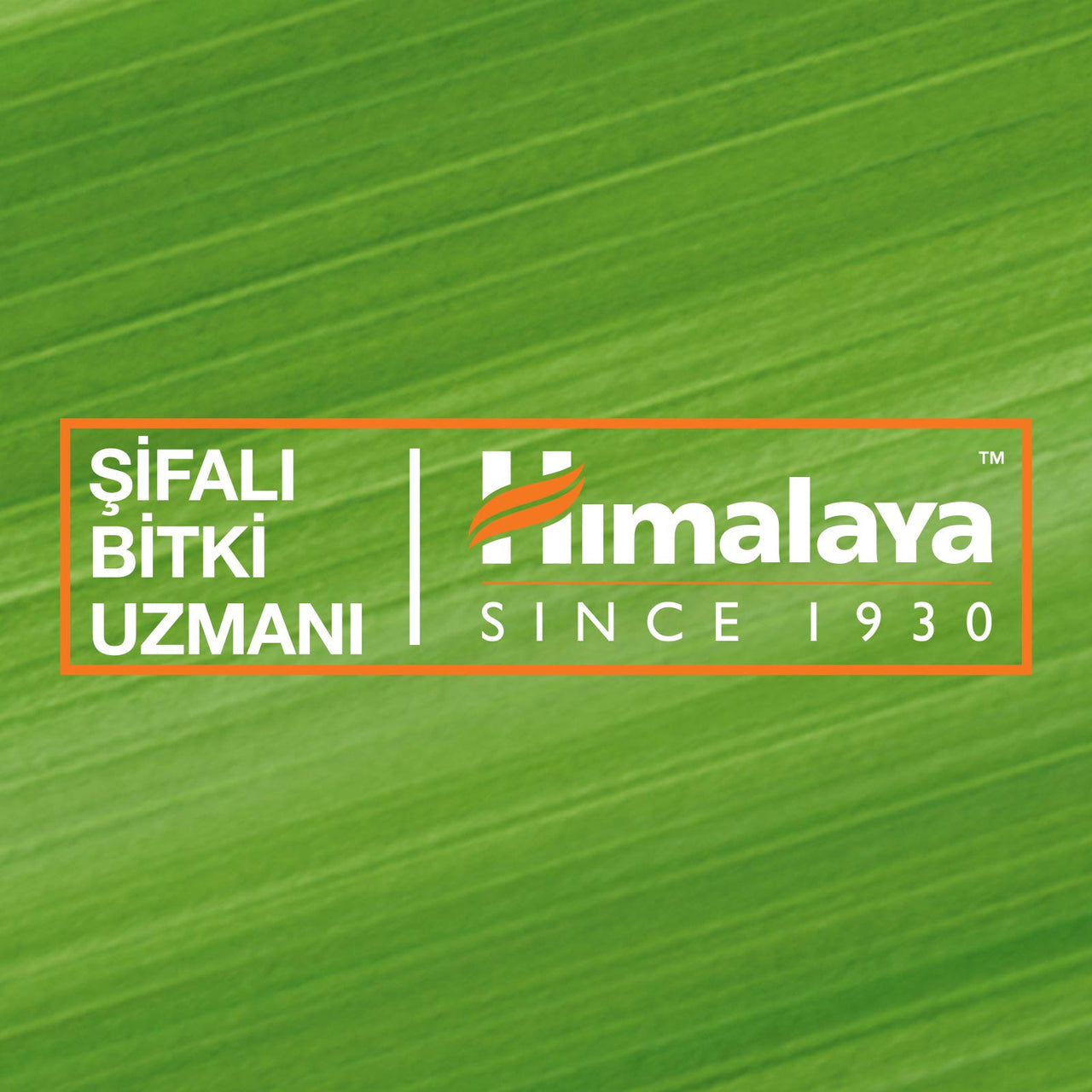 Himalaya Revitalizing Night Cream with white lily | Renews, repairs & hydrates skin overnight | rich in AHA & Anti-oxidants | Derma-tested | Paraben Free | Suitable for Dry to combination skin| 50g