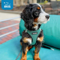 Voyager Step-in Air Dog Harness - All Weather Mesh Step in Vest Harness for Small and Medium Dogs and Cats by Best Pet Supplies - Harness (Turquoise 2-Tone), S (Chest: 14.5-16