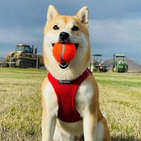 Voyager Step-in Air Dog Harness - All Weather Mesh Step in Vest Harness for Small and Medium Dogs and Cats by Best Pet Supplies - Harness (Red), S (Chest: 14.5-16