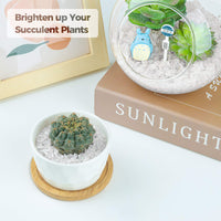 T4U Tumbled Chips Stones Crushed Crystal Quartz 2 LB, Irregular Shaped Gravels Pebble Healing Stones, DIY Smoothed Rocks for Potted Plant,Resin Art,Vase Fillers Aquarium Gravel Rocks (Clear) #3 - Clear