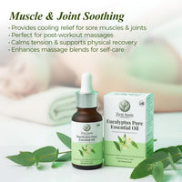Zenaum Essences 100% Natural Eucalyptus Therapeutic Grade Essential Oil | 30ml (Pack of 2) | Respiratory Relief, Muscle Soothing & Aromatherapy | Sourced from Yunan, India | GMP, ISO & IFRA Certified