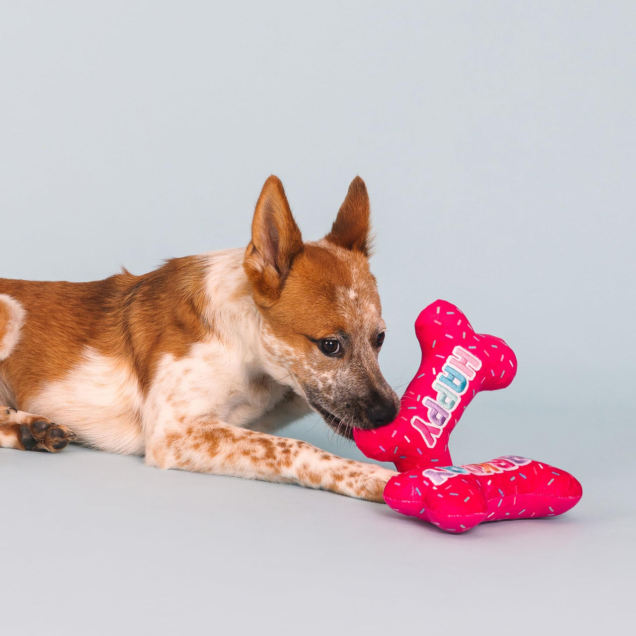 Fringe Studio Plush Dog Toy, It's  My Barkday, Pet Shop Collection (314226)