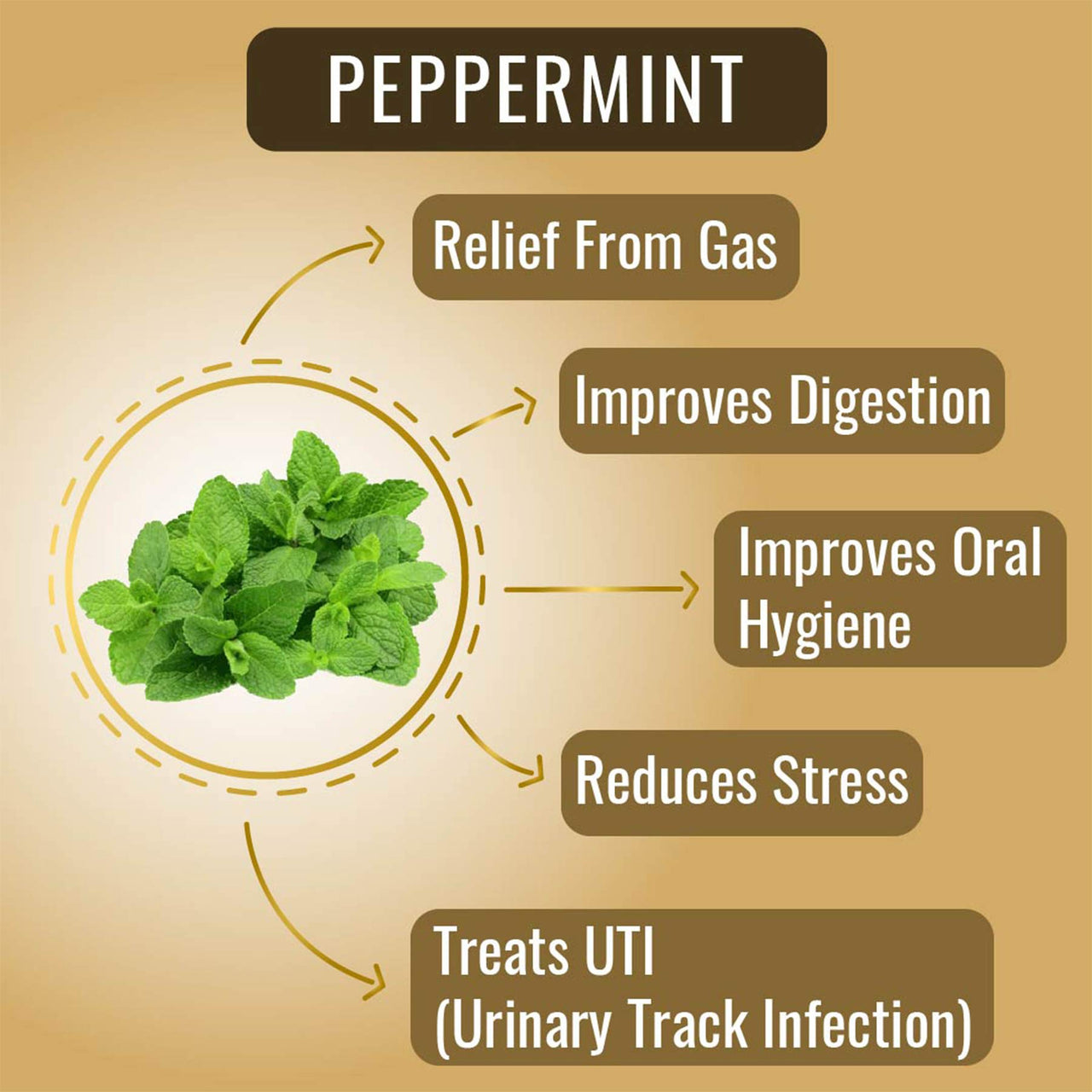 The Tea Heaven | Tea Gift - Peppermint Herbal Tea- 25 Tea Bags- Gas and Acidity Relief, Improves Digestion