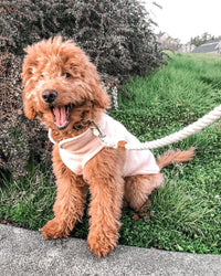 Gooby Fleece Vest Dog Sweater - Lime, Large - Warm Pullover Fleece Dog Jacket with O-Ring Leash - Winter Small Dog Sweater Coat - Cold Weather Dog Clothes for Small Dogs Boy or Girl Large (Around 18-lb)