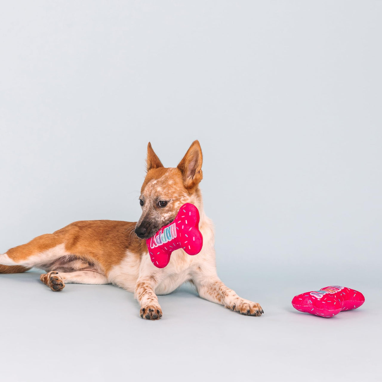 Fringe Studio Plush Dog Toy, It's  My Barkday, Pet Shop Collection (314226)