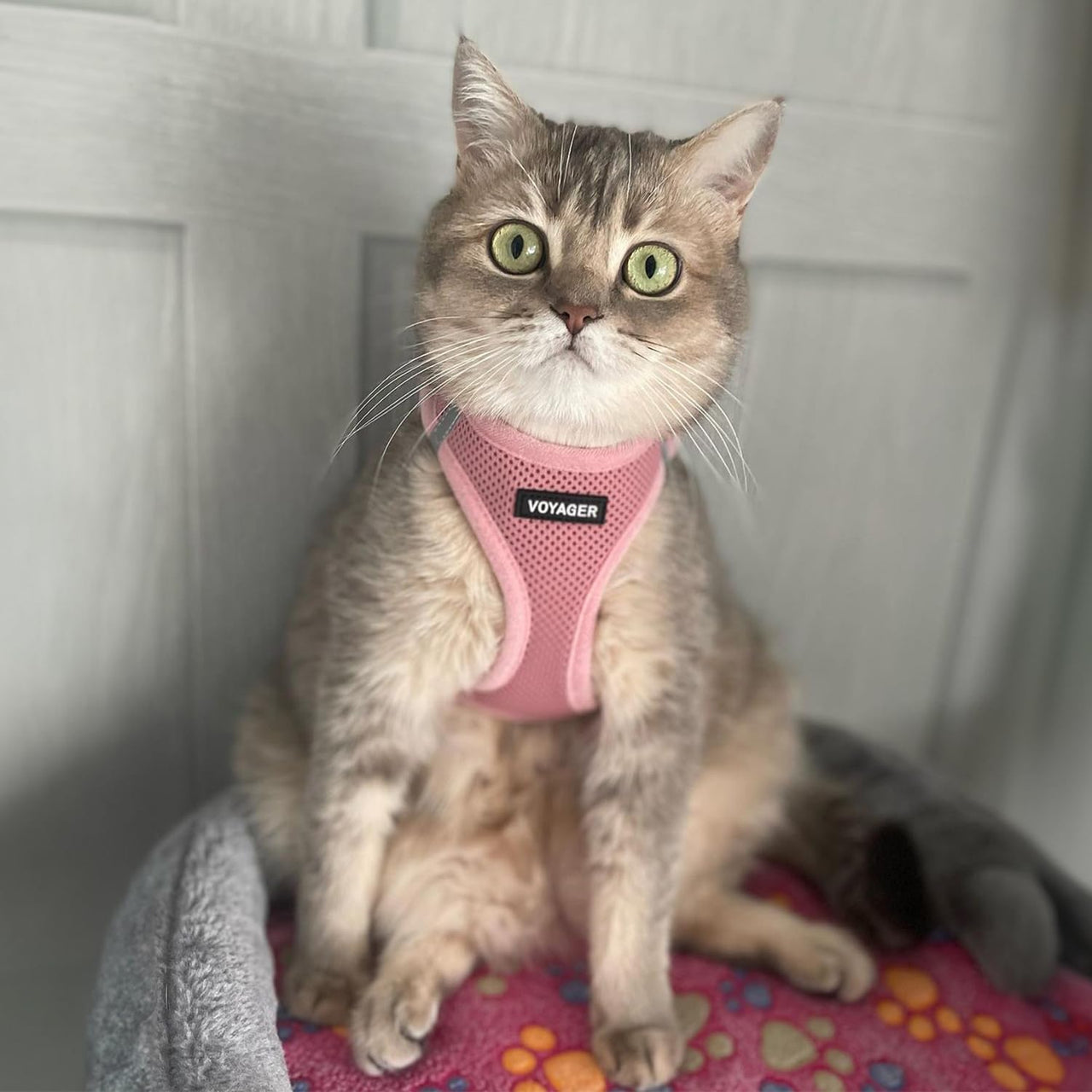 Voyager Step-in Air Dog Harness - All Weather Mesh Step in Vest Harness for Small and Medium Dogs and Cats by Best Pet Supplies - Harness (Pink), XXX-Small Harness (Pink) XXXS (Chest: 10 - 11.5" * Fit Cats)