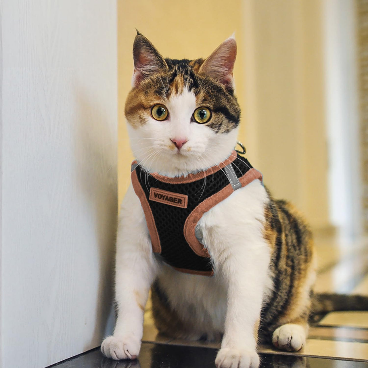 Voyager Step-in Air Dog Harness - All Weather Mesh Step in Vest Harness for Small and Medium Dogs by Best Pet Supplies - Orange Trim, XL Harness (Black/Orange Trim) XL (Chest: 20.5 - 23")