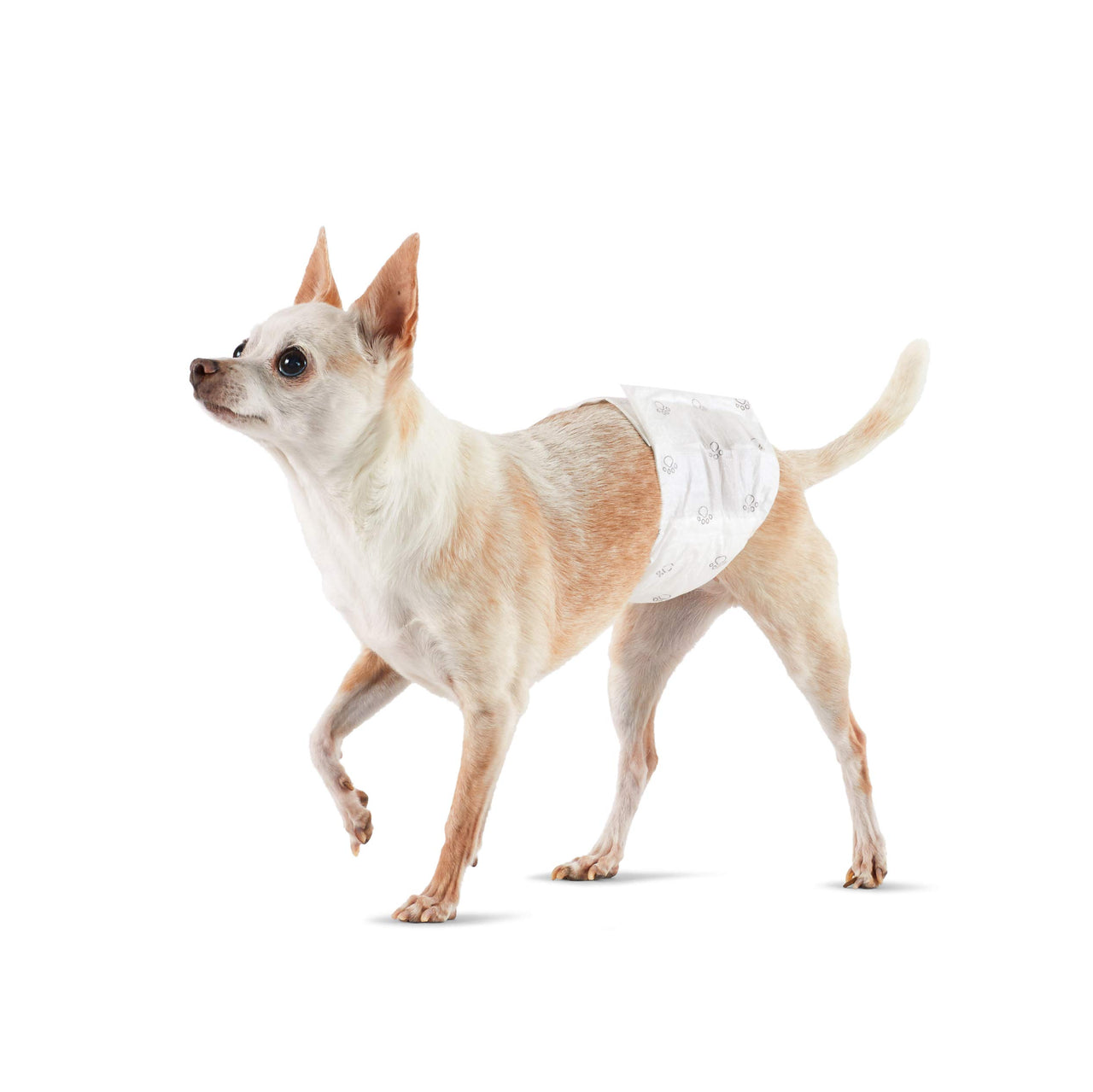 Basics Male Dog Wrap, Disposable Diapers, X-Small, Pack of 30, White X-Small (Pack of 30)