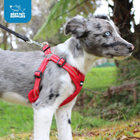 Best Pet Supplies Voyager Adjustable Dog Harness with Reflective Stripes for Walking, Jogging, Heavy-Duty Full Body No Pull Vest with Leash D-Ring, Breathable All-Weather - Army/Black Trim, S Harness (Army/Black Trim) S (Chest: 15 - 18