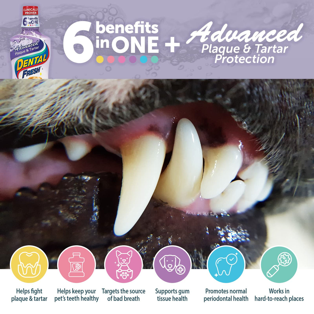Dental Fresh Advanced Plaque and Tartar Water Additive, 17oz – Dog Teeth Cleaning Formula to Freshen Breath and Improve Overall Oral Health 17 oz