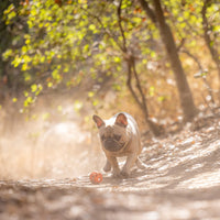 Chuckit Air Fetch Ball Dog Toy, Small (2 Inch Diameter), for dogs 0-20 lbs, Pack of 2