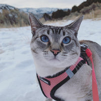 Voyager Step-In Air Dog Harness - All Weather Mesh Step In Vest Harness For Small And Medium Dogs By Best Pet Supplies - Pink Base, S Harness (Pink/Black Trim) S (Chest: 14.5 - 16