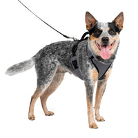 PetSafe EasySport Dog Harness - Padded, Adjustable Dog Harness with Control Handle and Reflective Piping - Great for Active Dogs - from The Makers of The Easy Walk Harness - Medium, Charcoal Charcoal Grey