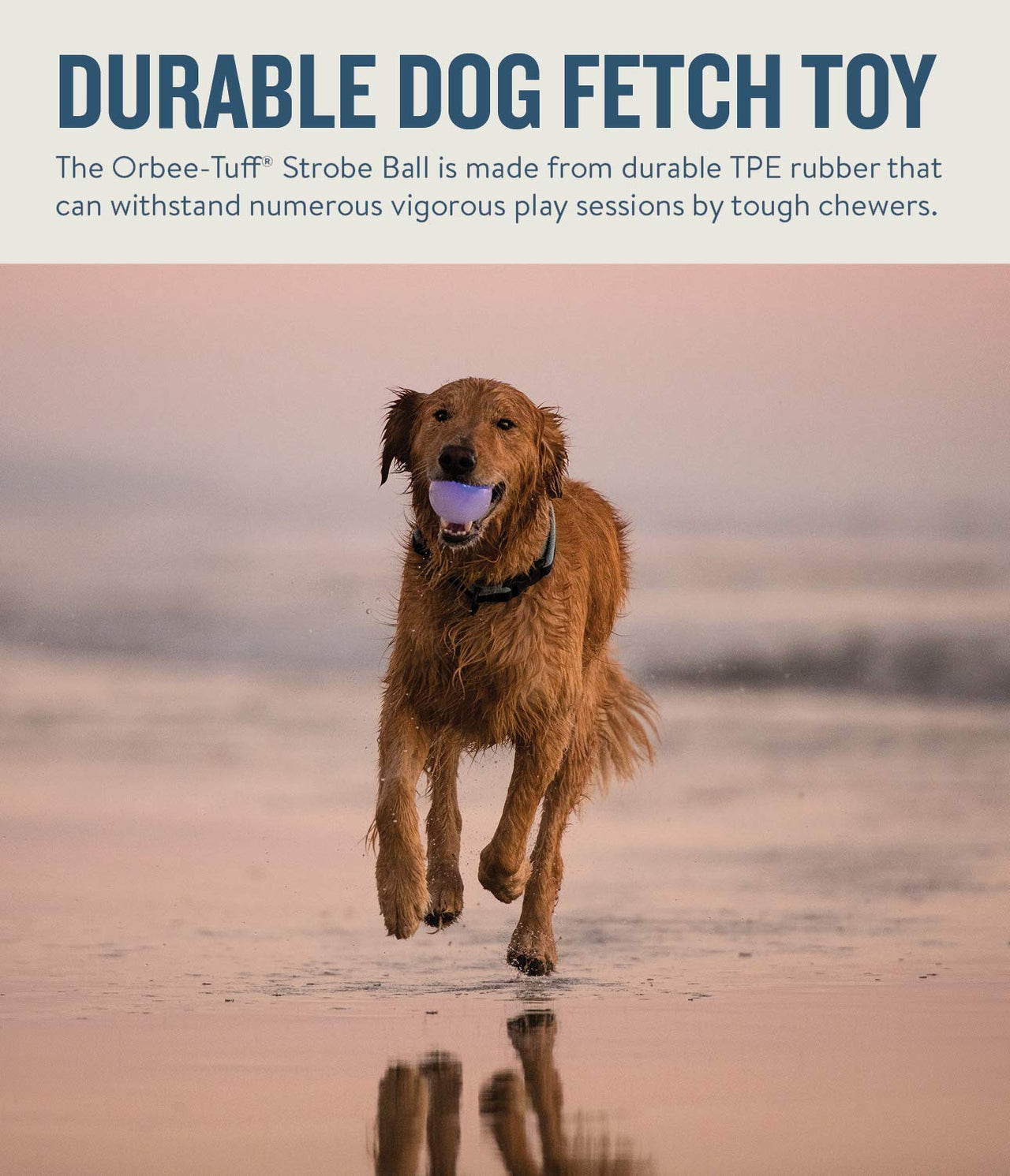 Planet Dog Orbee-Tuff Strobe Ball Glow-in-The-Dark Light Up LED Dog Toy