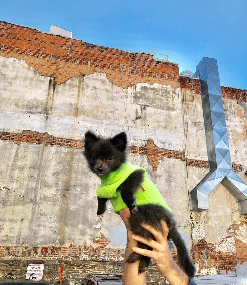 Gooby Fleece Vest Dog Sweater - Lime, Small - Warm Pullover Fleece Dog Jacket with O-Ring Leash - Winter Small Dog Sweater Coat - Cold Weather Dog Clothes for Small Dogs Boy or Girl Small (Around 6-lb)