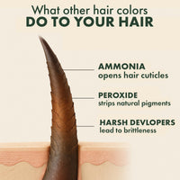 SACRED HERBS Ammonia & PPD Free Organic Gel Hair Color | pH Neutral | Long Lasting Colour with 100% Grey Coverage | Conditioning & Damage Free Natural Hair Coloring for Men & Women Natural Black 1.00 - 240ml+20gms