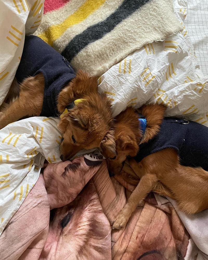 Gooby Fleece Vest Dog Sweater - Navy, X-Large - Warm Pullover Fleece Dog Jacket with O-Ring Leash - Winter Small Dog Sweater Coat - Cold Weather Dog Clothes for Small Dogs Boy or Girl X-Large (Around 23-lb)