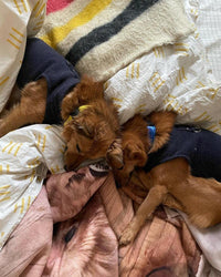 Gooby Fleece Vest Dog Sweater - Navy, X-Large - Warm Pullover Fleece Dog Jacket with O-Ring Leash - Winter Small Dog Sweater Coat - Cold Weather Dog Clothes for Small Dogs Boy or Girl X-Large (Around 23-lb)