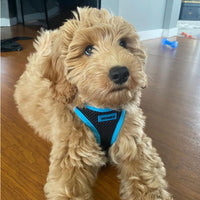 Voyager Step-In Air Dog Harness - All Weather Mesh Step in Vest Harness for Small and Medium Dogs by Best Pet Supplies - Blue Trim, Small S (Chest: 14.5 - 16