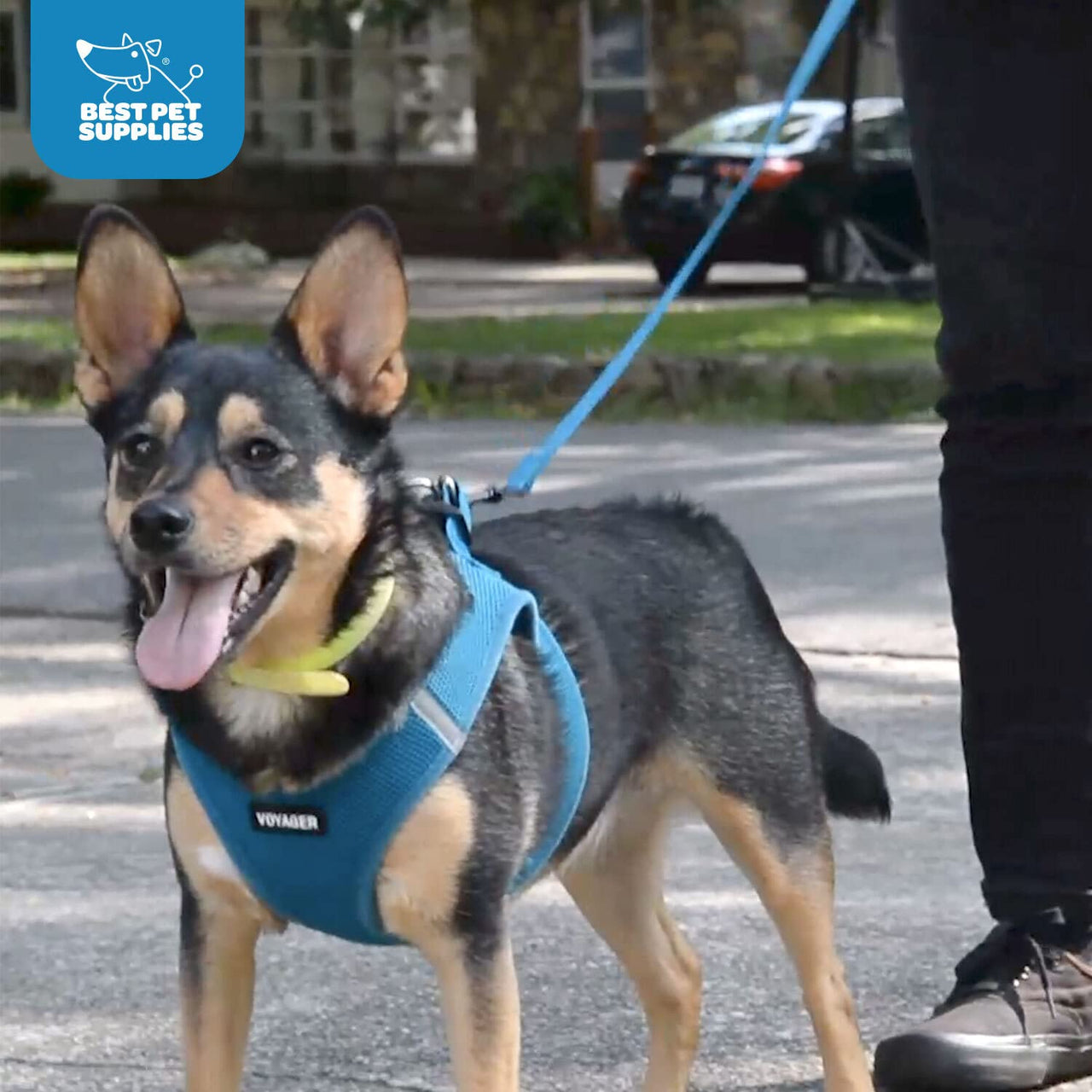 Voyager Step-in Air All Weather Mesh Harness and Reflective Dog 5 ft Leash Combo with Neoprene Handle, for Small, Medium and Large Breed Puppies by Best Pet Supplies - Turquoise (2-Tone),S
