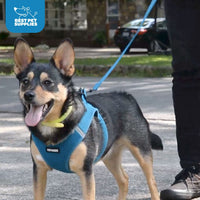 Voyager Step-in Air All Weather Mesh Harness and Reflective Dog 5 ft Leash Combo with Neoprene Handle, for Small, Medium and Large Breed Puppies by Best Pet Supplies - Fuchsia (Leash Bundle), L Harness Leash Bundle (Fuchsia 2-Tone) L (Chest: 18 - 20.5