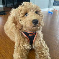 Voyager Step-in Air Dog Harness - All Weather Mesh Step in Vest Harness for Small and Medium Dogs by Best Pet Supplies - Orange Trim, XL Harness (Black/Orange Trim) XL (Chest: 20.5 - 23