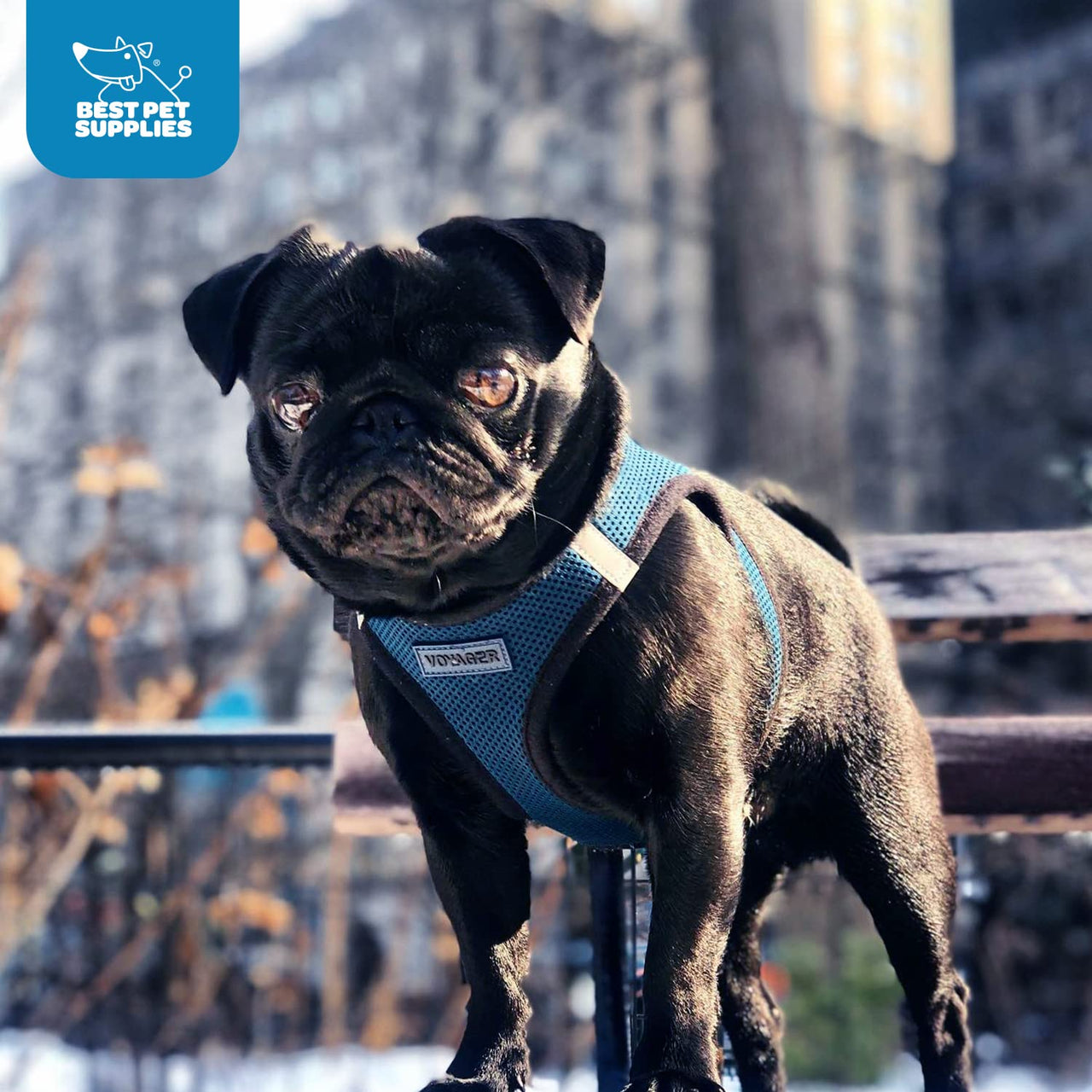 Voyager Step-in Air Dog Harness - All Weather Mesh Step in Vest Harness for Small and Medium Dogs and Cats by Best Pet Supplies - Harness (Blue/Black Trim), S (Chest: 14.5-16")