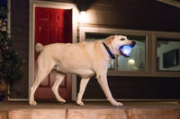 Planet Dog Orbee-Tuff Strobe Ball Glow-in-The-Dark Light Up LED Dog Toy