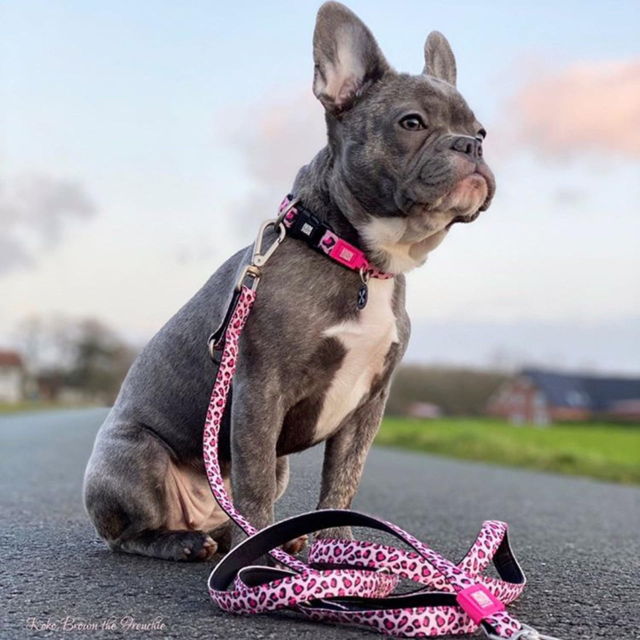 Max & Molly Soft Padded Neoprene Dog Collar w/Smart ID Gotcha! QR Pet Safety Tag, Durable, Waterproof, Anti-Stink, Machine Washable Collar for Dogs, Pink Leopard, XS XS (9-14")